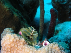 P1010062