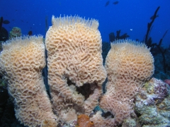 P1010066