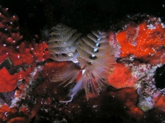 P1010082a