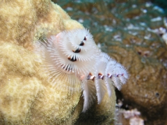 P1010087