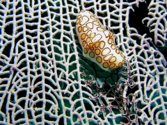 P1010096