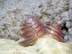 P1010107