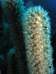 P1010113