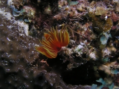 P4090098