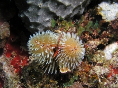 P4090107