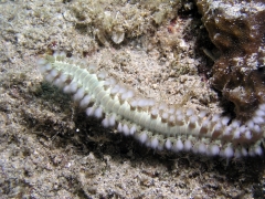 P4090113