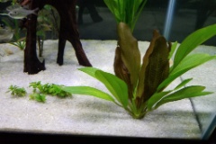 20190824 063451  Red Rubin Sword has lots of new (red) growth.