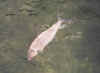 bonefish.jpg (16088 bytes)