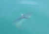 mola.jpg (9266 bytes)