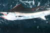sailfish5.jpg (64457 bytes)