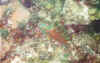 uw6.jpg (35132 bytes)